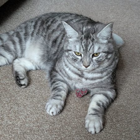 Catnip Fish Cat Toy