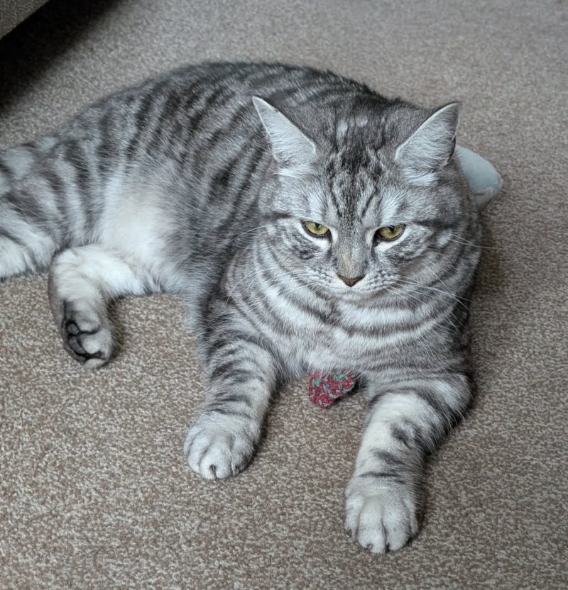 Catnip Fish Cat Toy