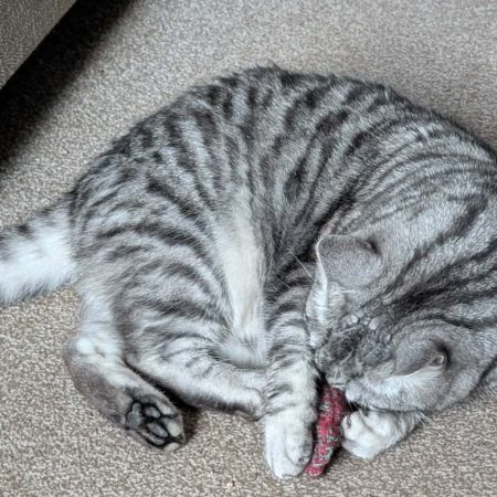 Catnip Fish Cat Toy