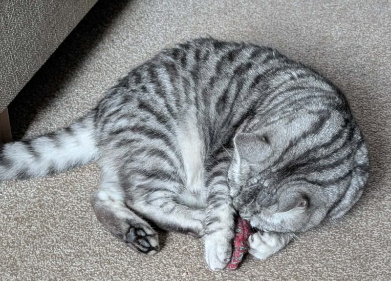 Catnip Fish Cat Toy