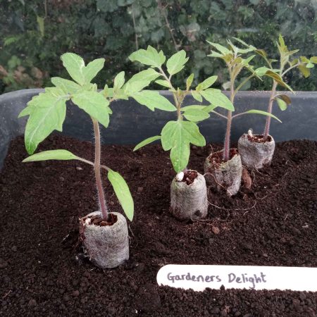 Tomato Plants - Gardener's Delight x 4