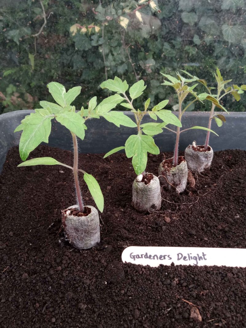Tomato Plants - Gardener's Delight x 4