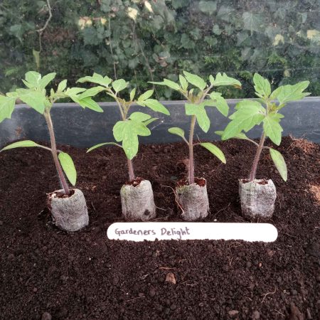 Tomato Plants - Gardener's Delight x 4