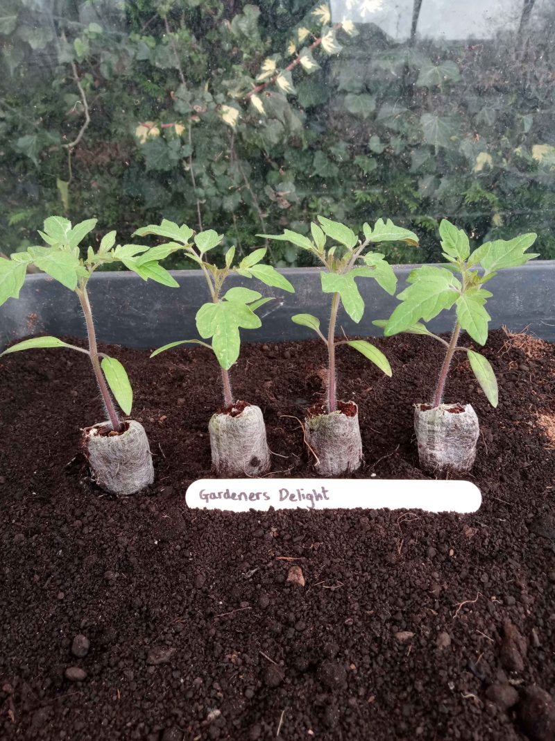 Tomato Plants - Gardener's Delight x 4