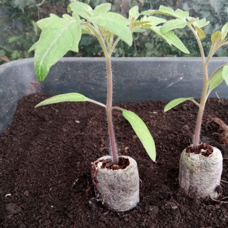 Tomato Plants - Gardener's Delight x 4