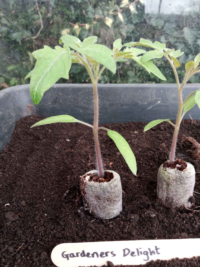 Tomato Plants - Gardener's Delight x 4