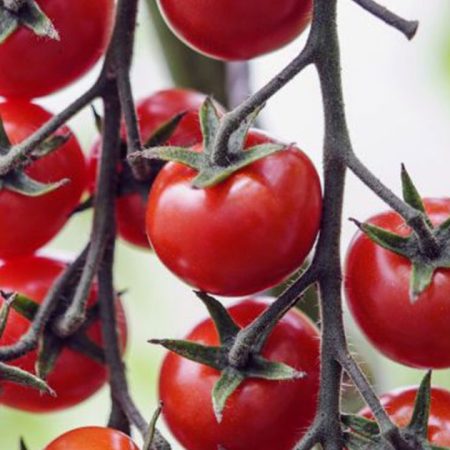 Tomato Plants - Gardener's Delight x 4