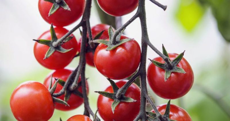 Tomato Plants - Gardener's Delight x 4