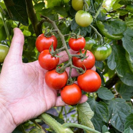 Tomato Plants - Gardener's Delight x 4
