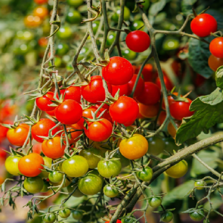 Tomato Plants - Gardener's Delight x 4