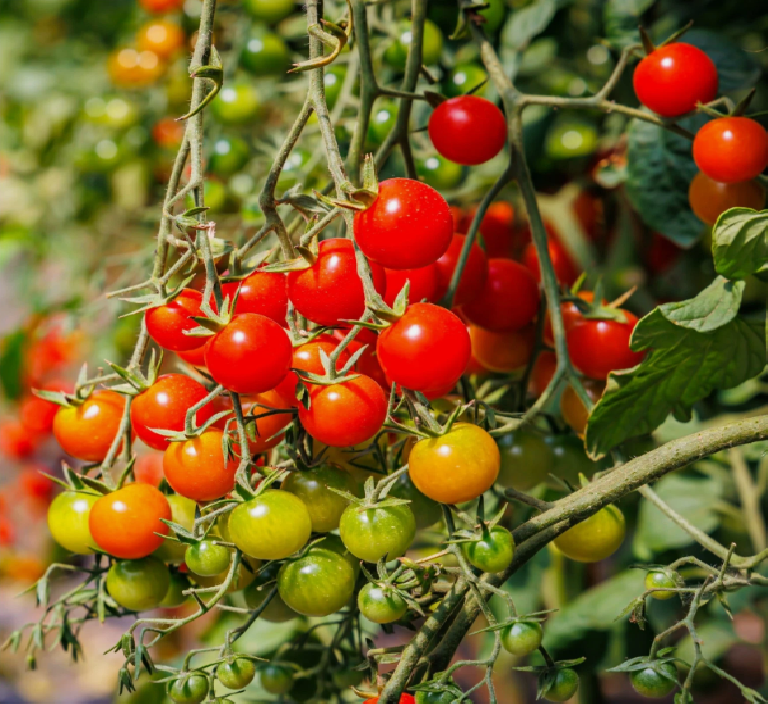 Tomato Plants - Gardener's Delight x 4
