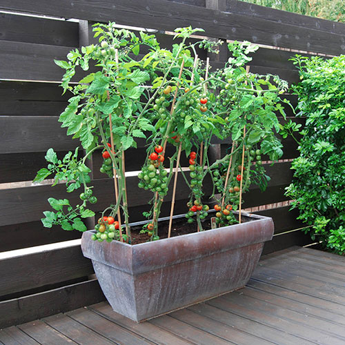 Tomato Plants - Gardener's Delight x 4