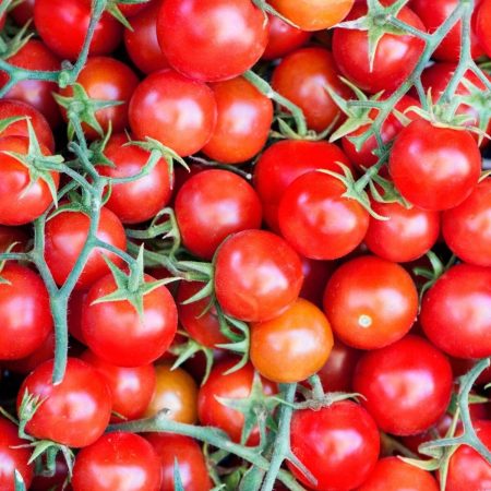 Tomato Plants - Gardener's Delight x 4
