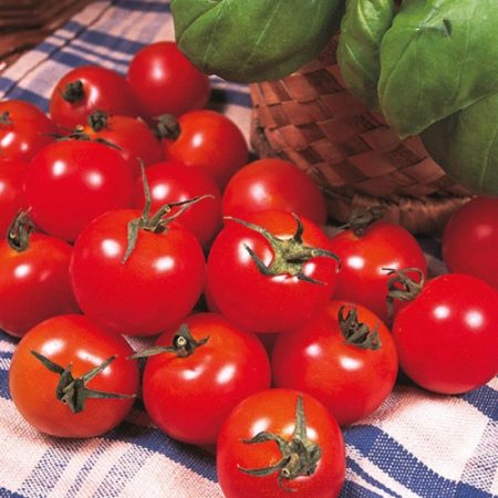 Tomato Plants - Gardener's Delight x 4