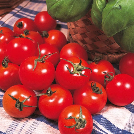 Tomato Plants - Gardener's Delight x 4