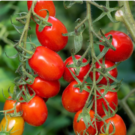 Tomato Plants – Roma x 4 (plum tomato)