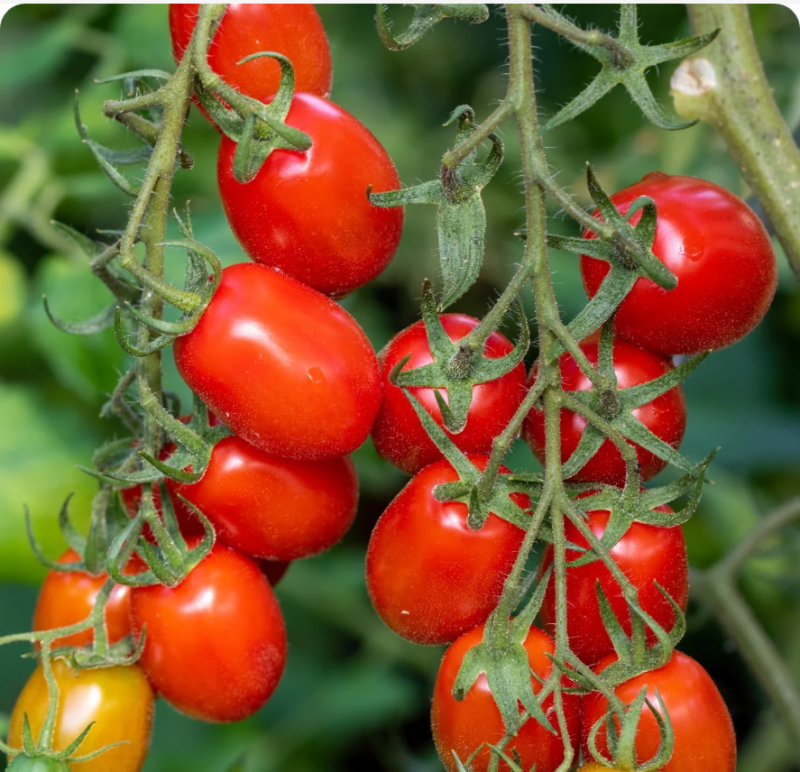 Tomato Plants – Roma x 4 (plum tomato)