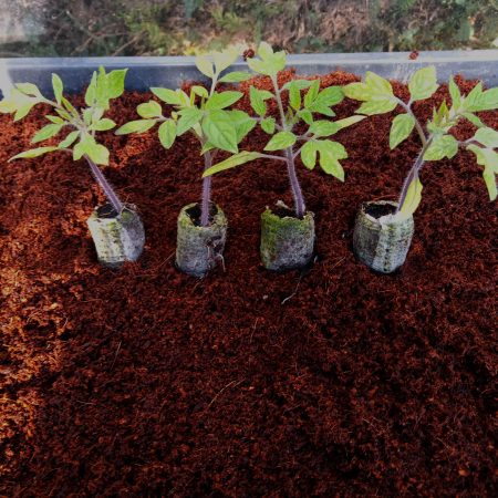 Tomato Plants – Roma x 4 (plum tomato)