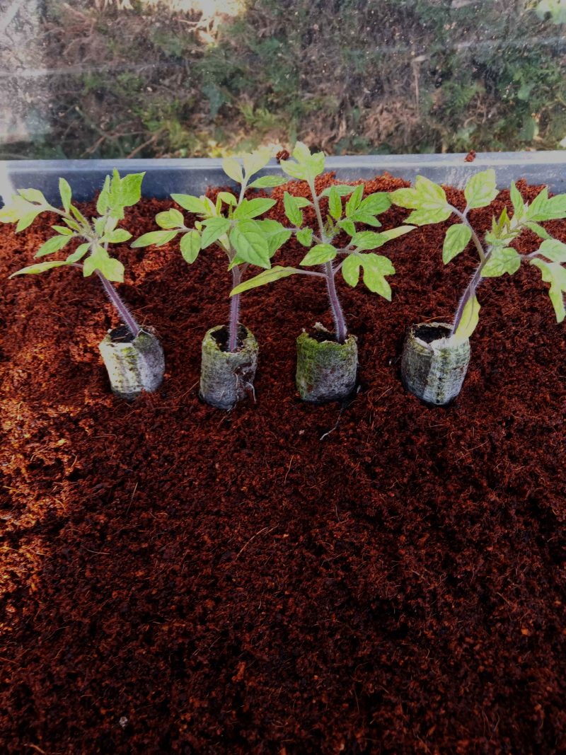 Tomato Plants – Roma x 4 (plum tomato)