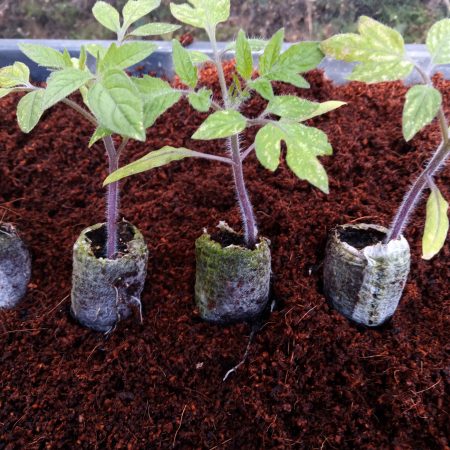 Tomato Plants – Roma x 4 (plum tomato)