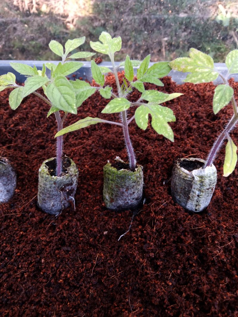 Tomato Plants – Roma x 4 (plum tomato)