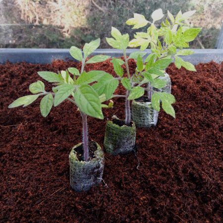 Tomato Plants – Roma x 4 (plum tomato)