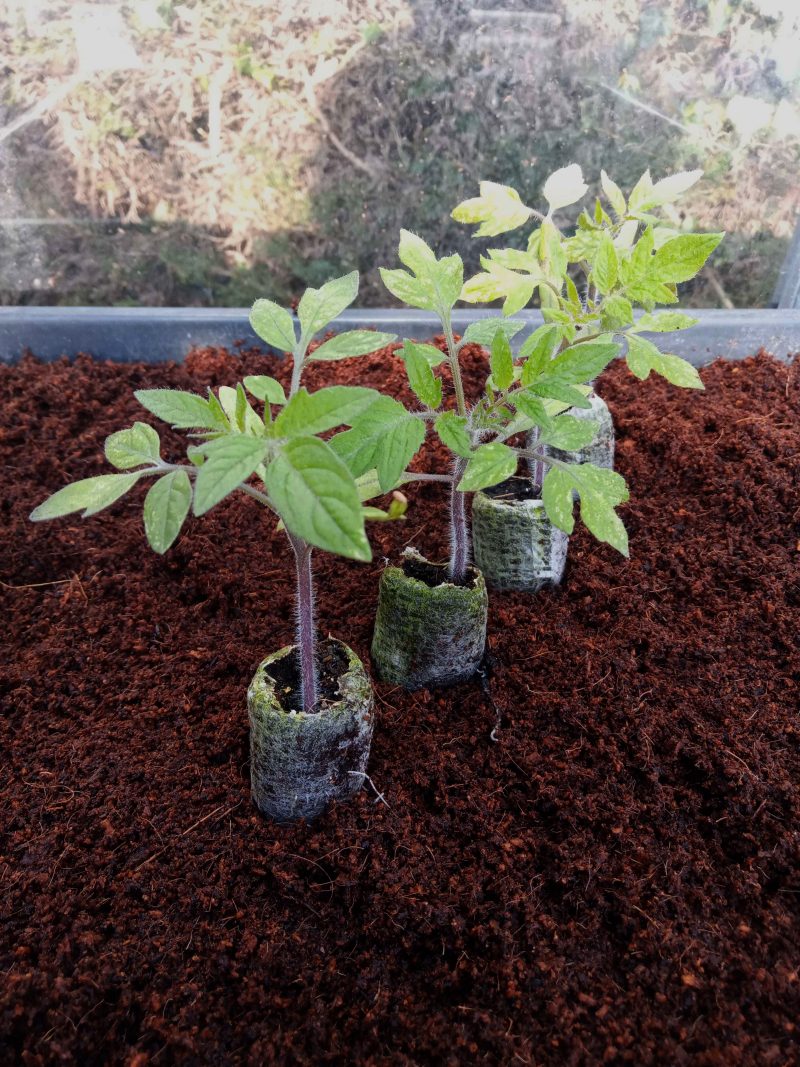 Tomato Plants – Roma x 4 (plum tomato)