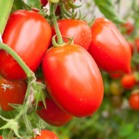 Tomato Plants – Roma x 4 (plum tomato)