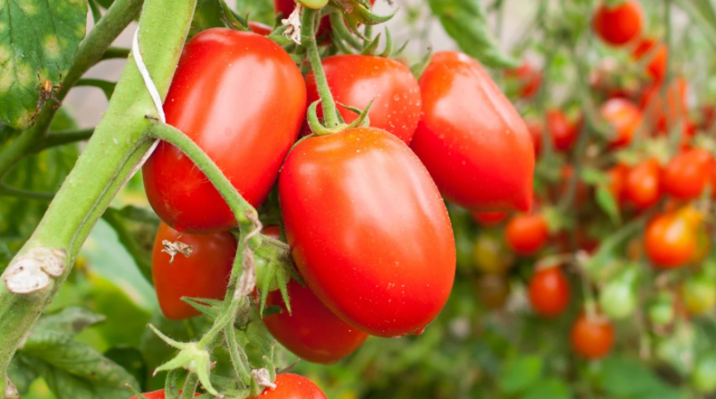 Tomato Plants – Roma x 4 (plum tomato)
