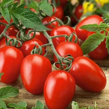 Tomato Plants – Roma x 4 (plum tomato)