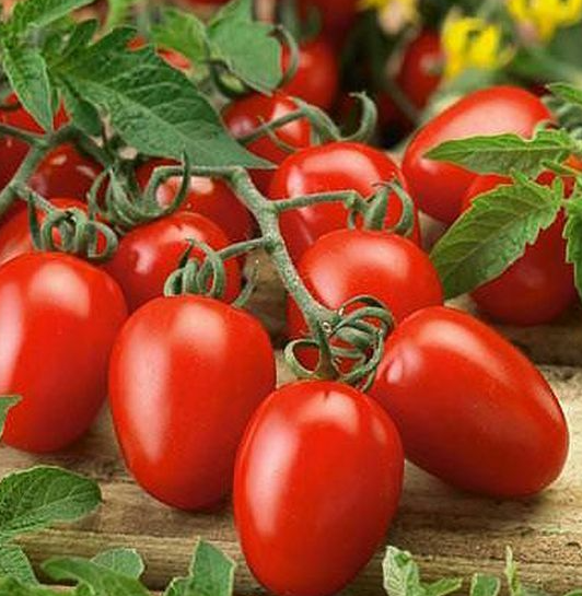 Tomato Plants – Roma x 4 (plum tomato)