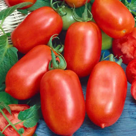 Tomato Plants – Roma x 4 (plum tomato)