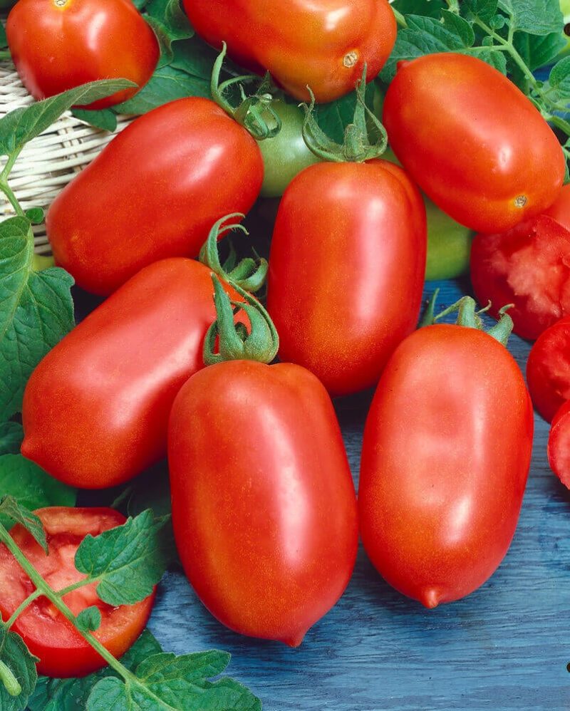 Tomato Plants – Roma x 4 (plum tomato)