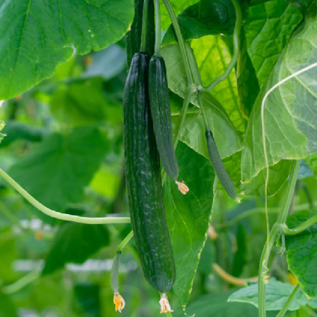 Cucumber Plants – Burpless Tasty Green F1 x 4