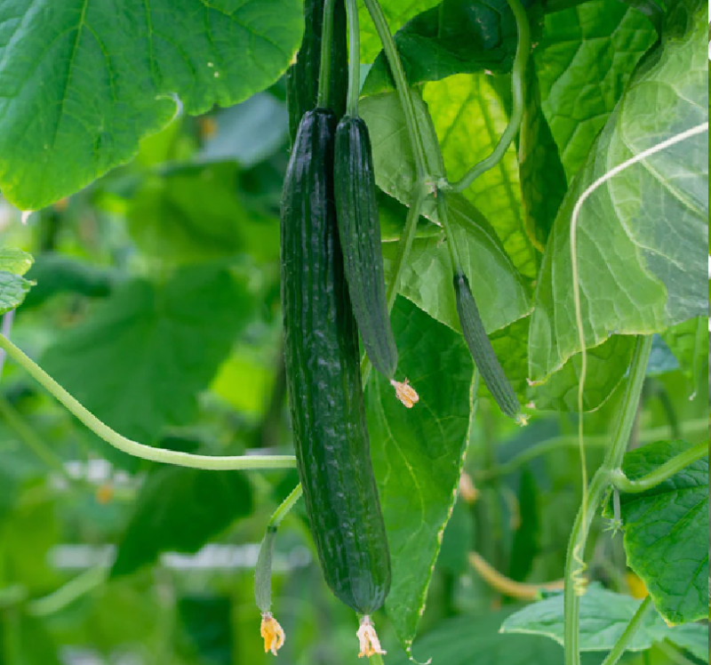 Cucumber Plants – Burpless Tasty Green F1 x 4