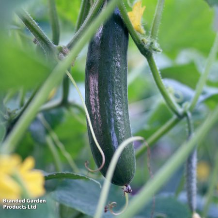 Cucumber Plants – Burpless Tasty Green F1 x 4