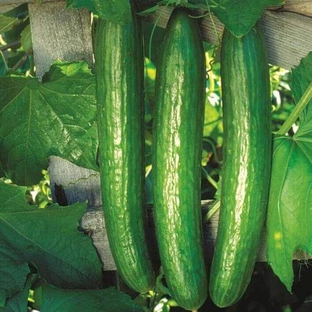 Cucumber Plants – Burpless Tasty Green F1 x 4