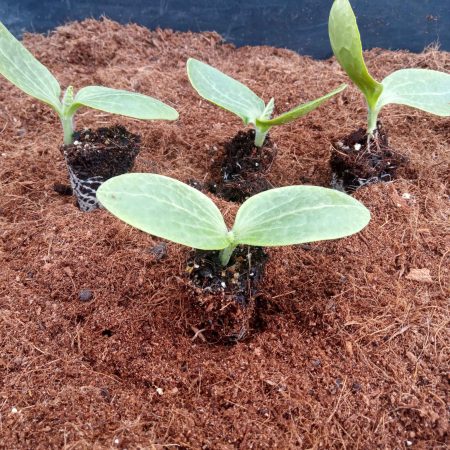 Courgette Plants – Black Beauty x 4