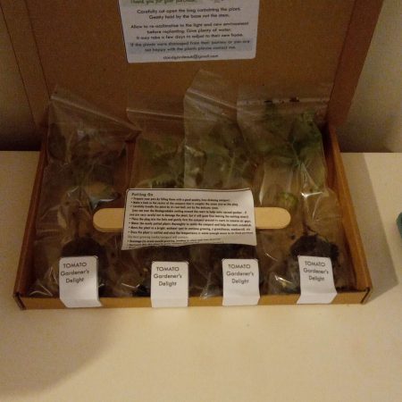 Melon Plants – Emir F1 x 4 - suits the UK Climate