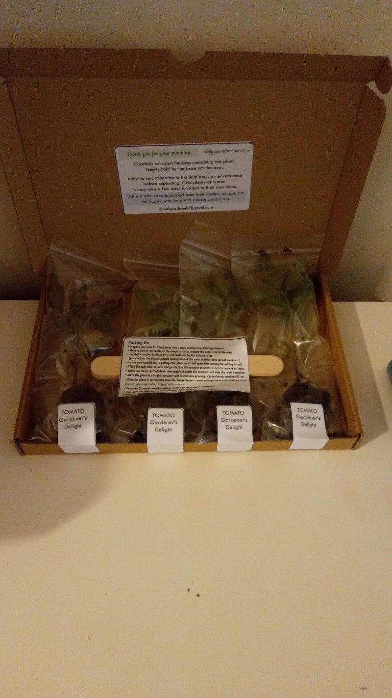 Melon Plants – Emir F1 x 4 - suits the UK Climate