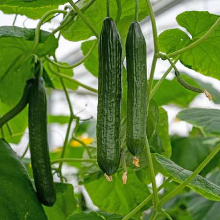 Cucumber Plants – Burpless Tasty Green F1 x 4