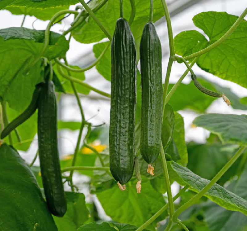 Cucumber Plants – Burpless Tasty Green F1 x 4