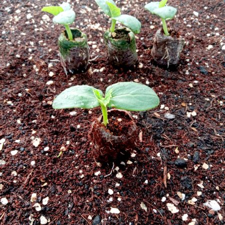 Cucumber Plants – Burpless Tasty Green F1 x 4