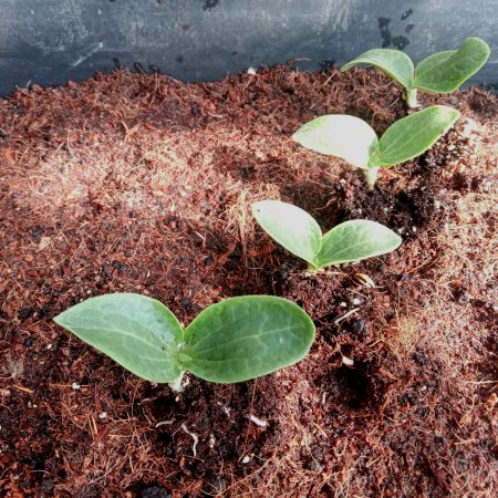 Courgette Plants – Atena F1 x 4