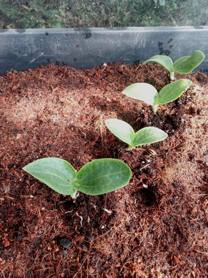 Courgette Plants – Atena F1 x 4