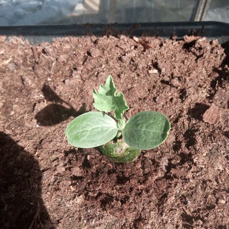 Courgette Plants – Atena F1 x 4