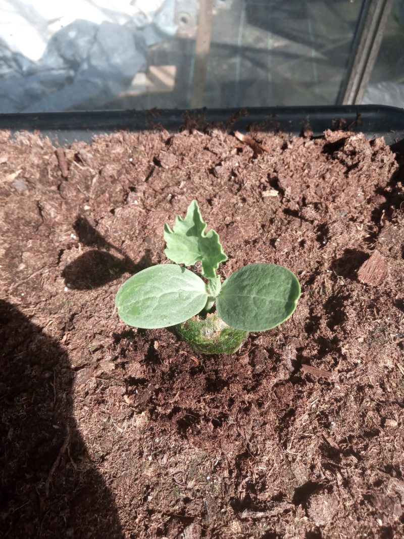 Courgette Plants – Atena F1 x 4