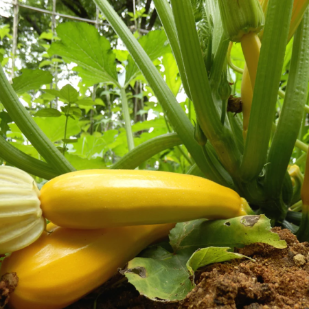 Courgette Plants – Atena F1 x 4