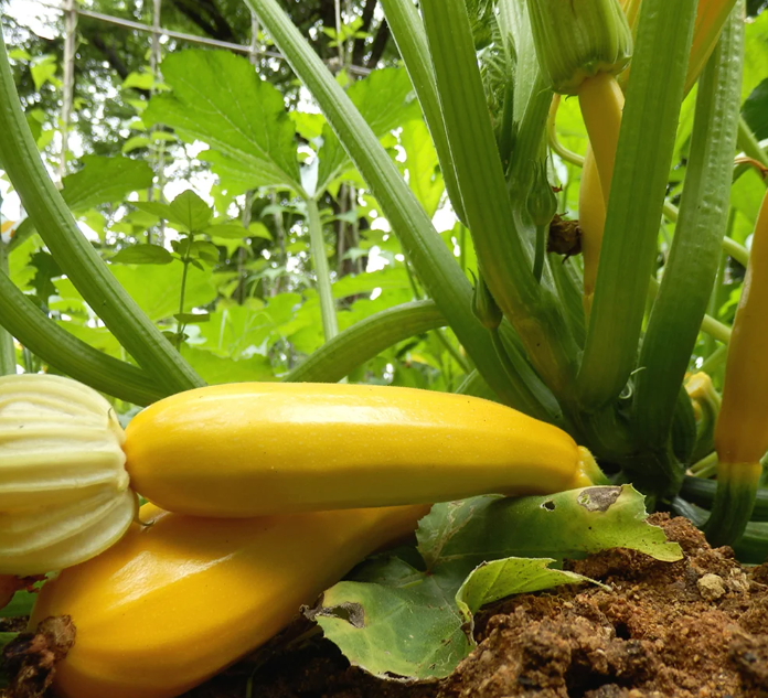 Courgette Plants – Atena F1 x 4