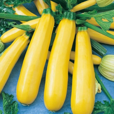 Courgette Plants – Atena F1 x 4